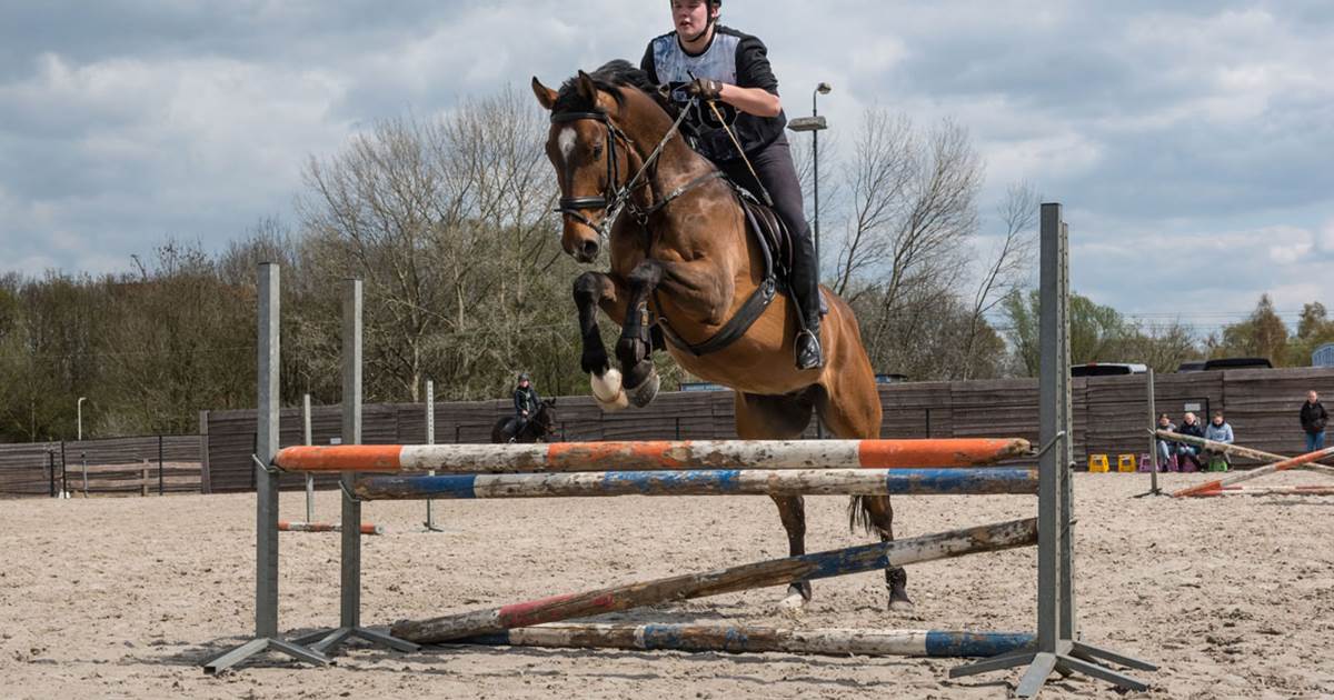 camouflage Bont Beeldhouwer Opleiding paardensport en -houderij: leer over paarden | Curio
