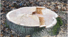 omgezaagde boom met gat