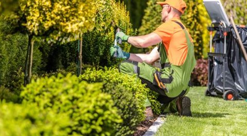 planten en hovenier
