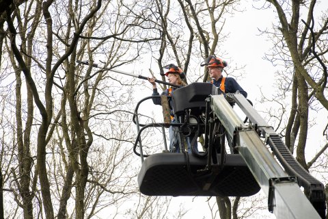 bomen snoeien met hoogwerker