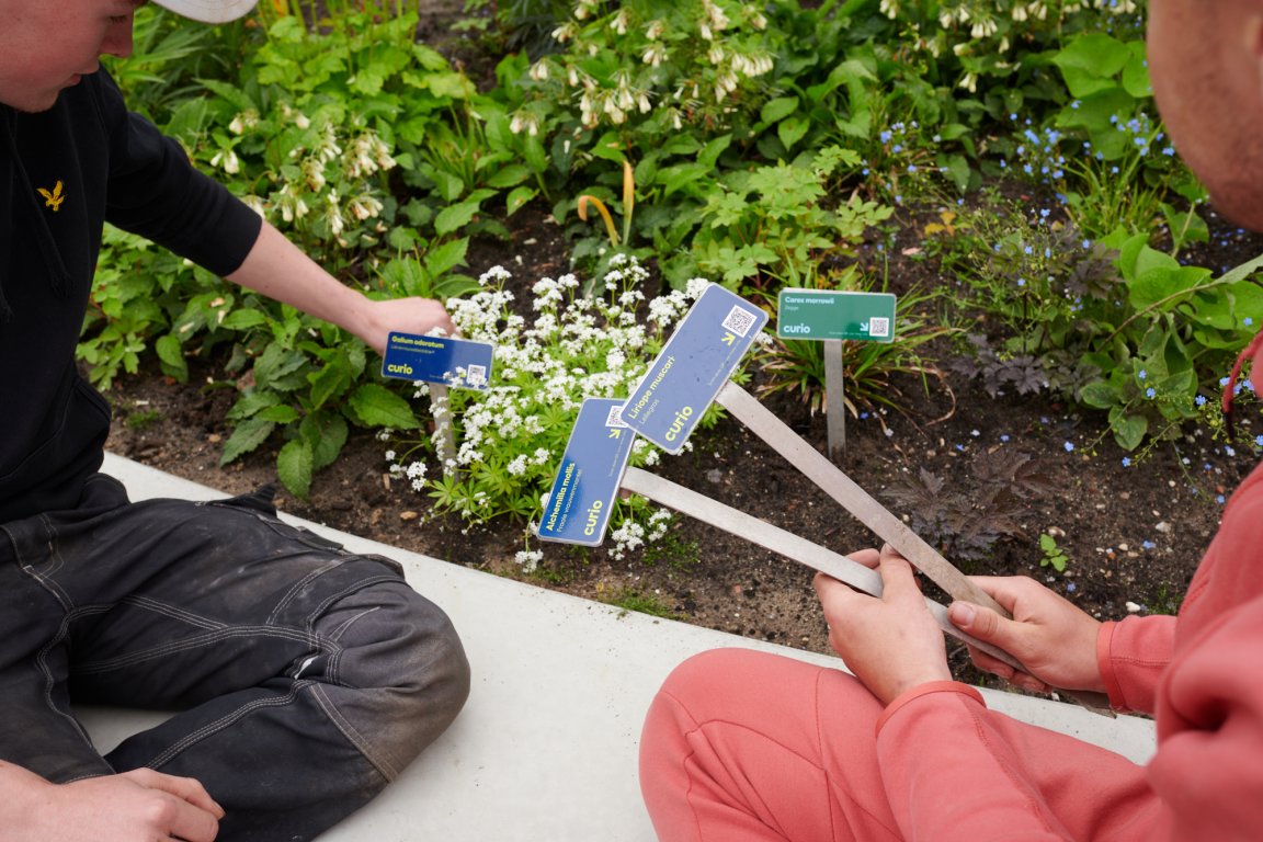 Studenten bezig om bordjes met juiste benamingen bij de plantjes te zetten